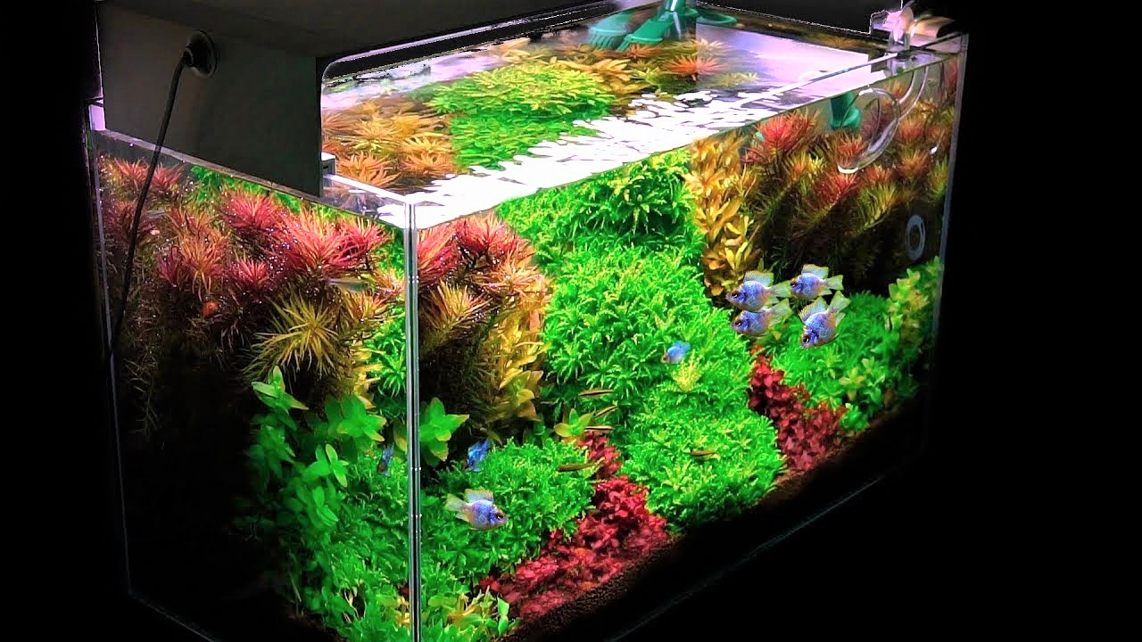 aquarium for killifish