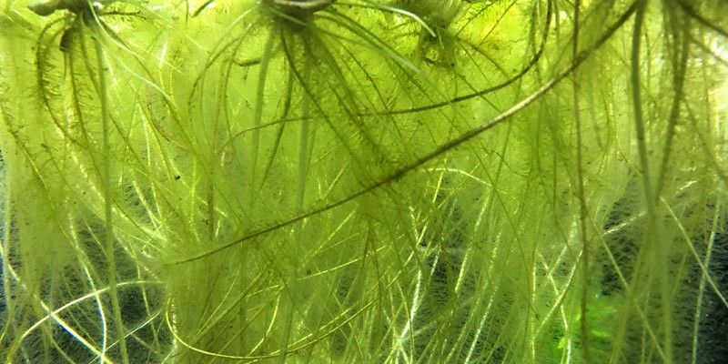 Floating Aquarium Plants With Long Roots