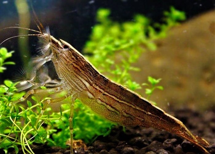 Bamboo Shrimp Tank Mates