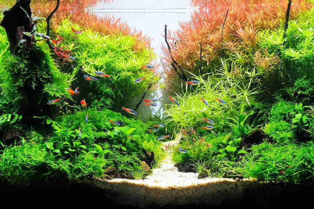 Aquarium plants natural