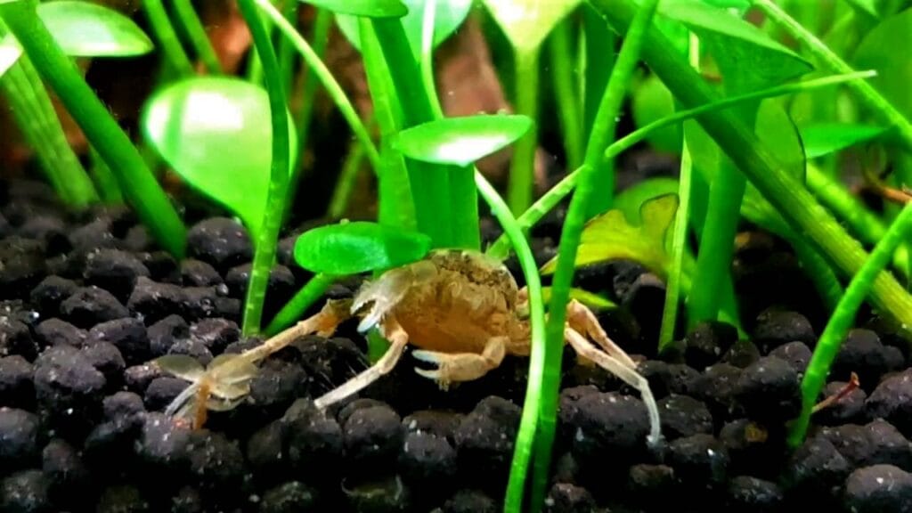 Thai Micro Crab