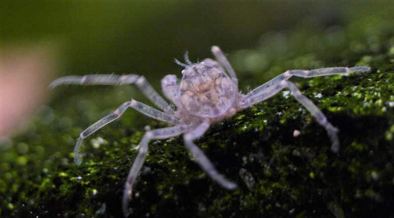 Thai Micro Crab tanks