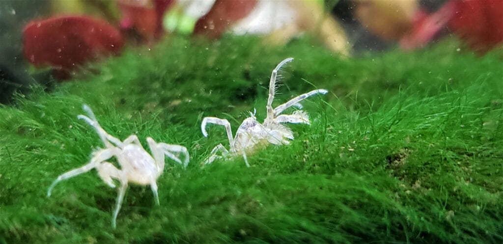 Thai Micro Crabs Breeding