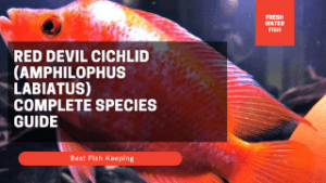 Red Devil Cichlid (Amphilophus labiatus) Complete Species Guide