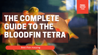 The Complete Guide to the Bloodfin Tetra
