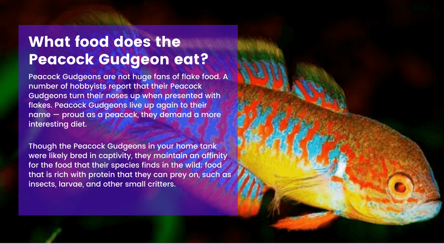 The Complete Guide to Peacock Gudgeon Care 2021