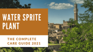 Sprite Water Plant: The Complete Care Guide
