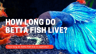 How long do Betta fish live