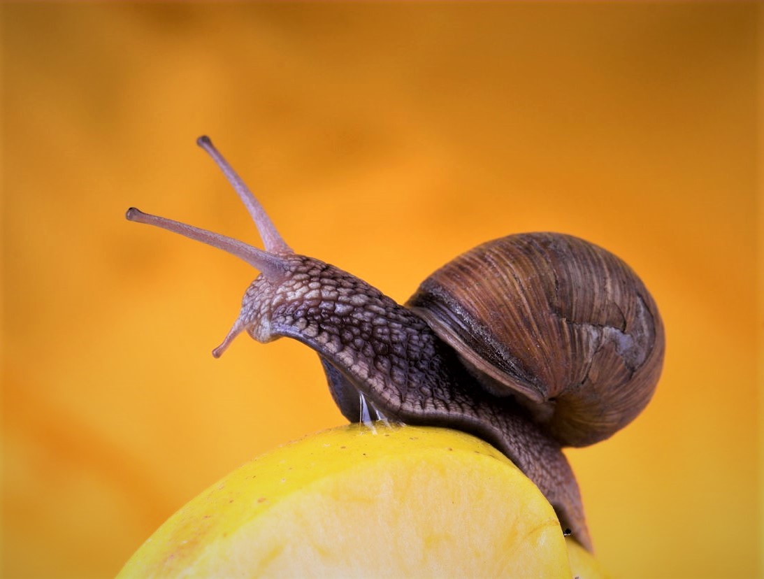 What do baby snails eat? 