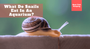 what-do-snails-eat