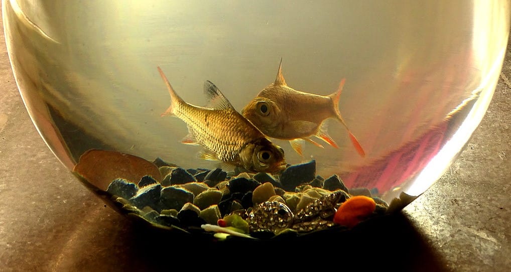 Feeding Aquarium Fish