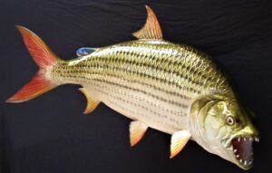 Goliath Tigerfish most dangerous freshwater fish