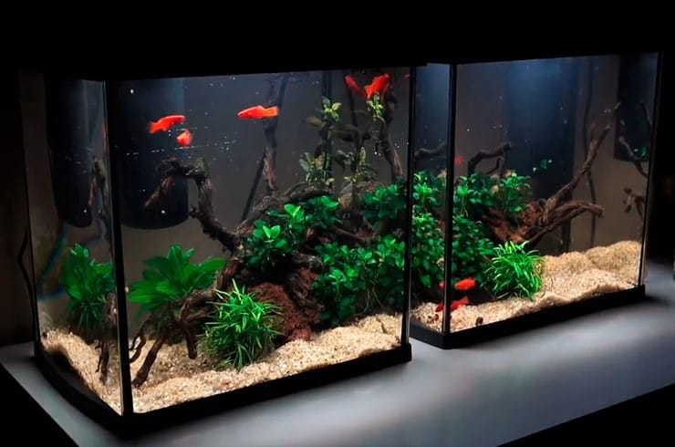 How To Cycle A Tank In 24 Hours? | Aquarium Nitrogen Cycle