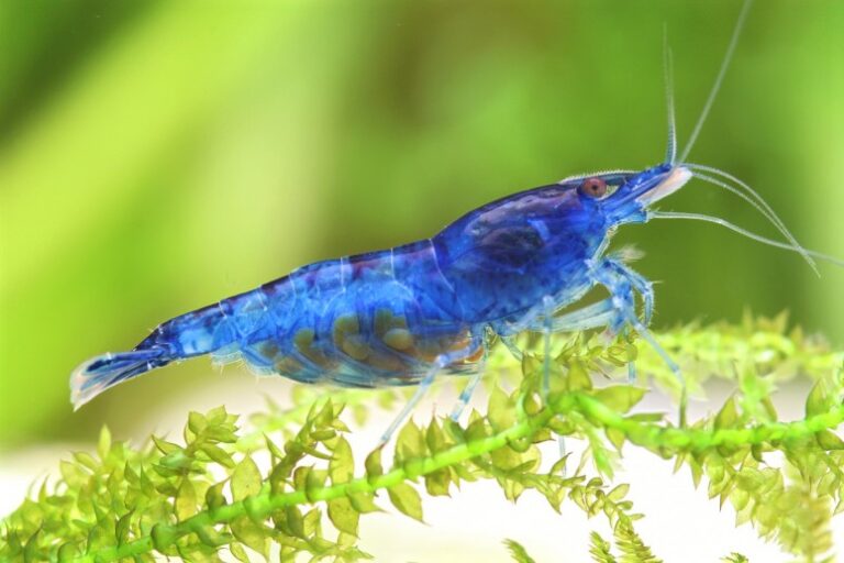 Blue Dream Shrimp | Blue Velvet Shrimp Feeding And Breeding