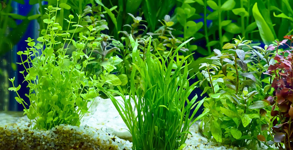 Tips-For Growing Aquarium Plants