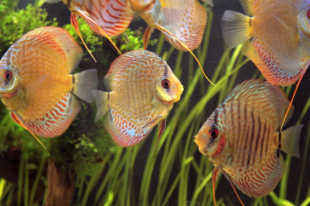 best fish food ideas