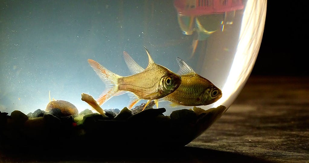 best fish food