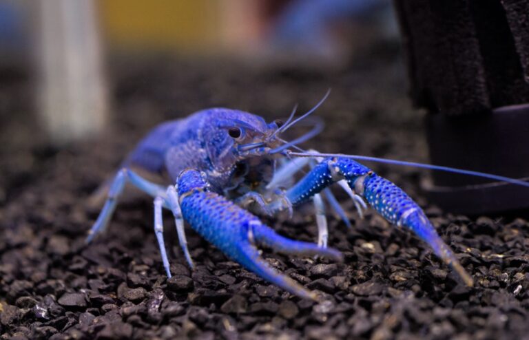 What Do Crayfish Eat? | What To Feed Crayfish In The Aquarium?