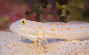 freshwater goby