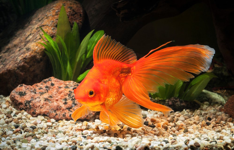 How Long do Fish Live in An Aquarium