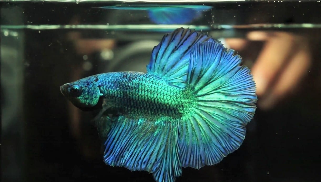 peacock betta fish