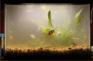 Brown Algae In Fish Tank
