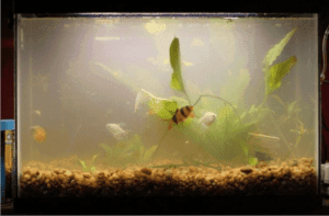Brown Algae In Fish Tank | How TO Get Rid Of Brown Algae