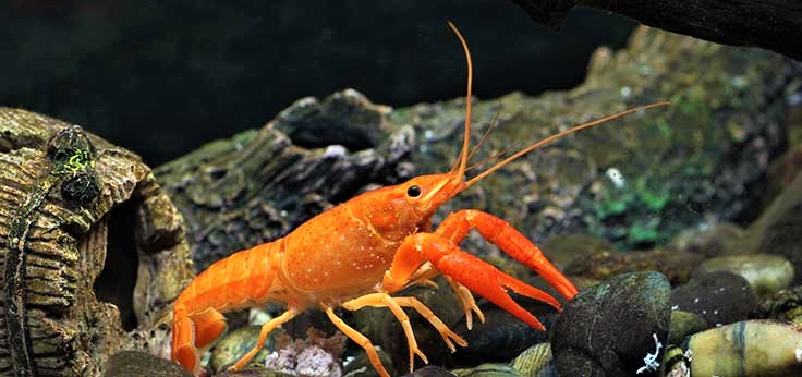 Mexican-Dwarf-Crayfish