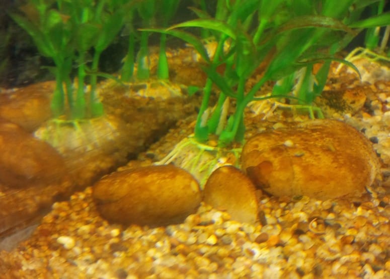 Brown Algae In Fish Tank | How TO Get Rid Of Brown Algae