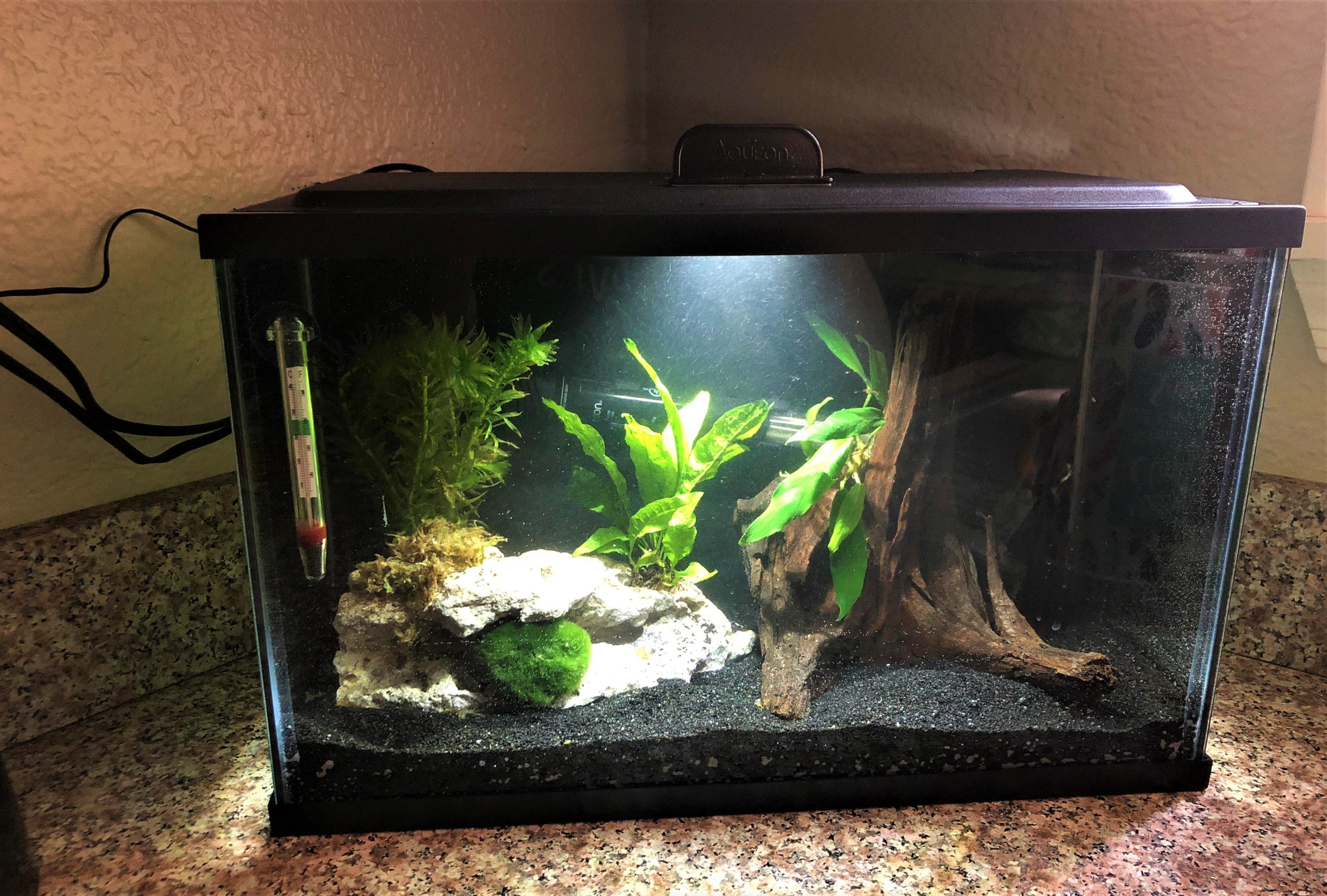 Best Fish Community For 10 Gallon Tank 10 gallon fish tank setup and other required information