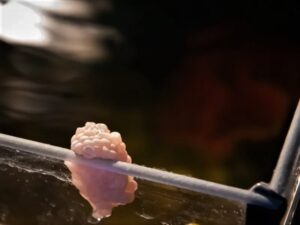 snail-eggs-in-aquarium
