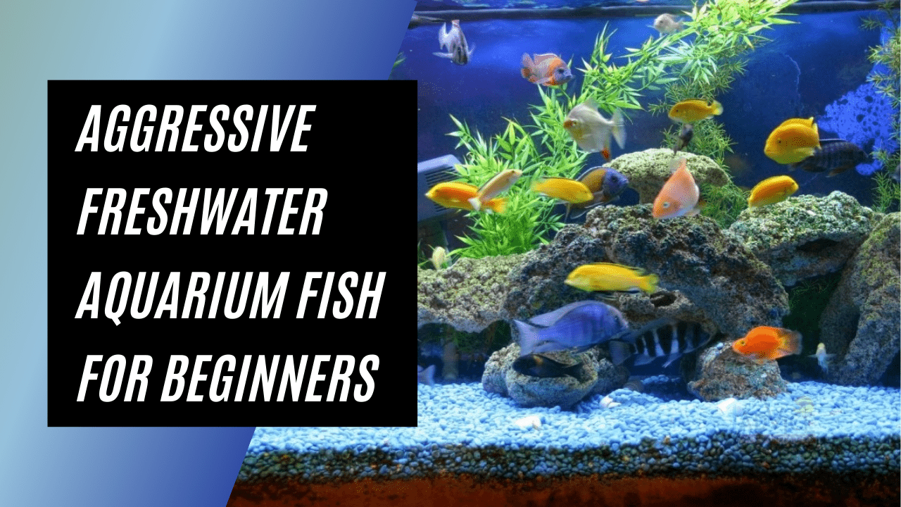 Aggressive Freshwater Aquarium Fish For Beginners
