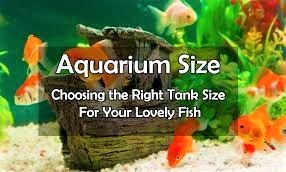 HOW MANY FISH PER GALLON? Aquarium Stock Guide