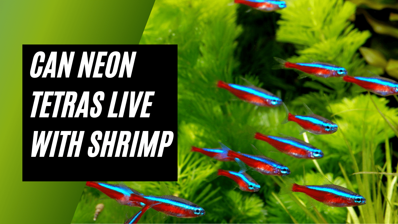 Neon Tetra and Shrimp | Can They Live Together? 2022 Guide