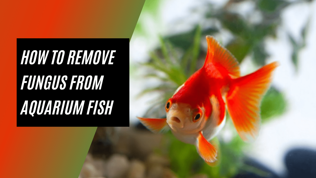 How To Remove Fungus From Aquarium Fish