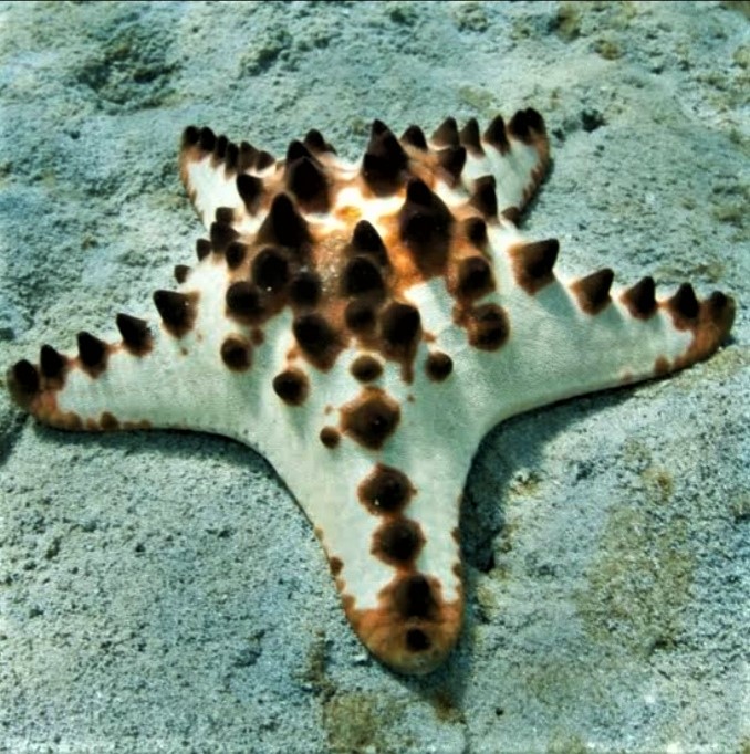 Chocolate Chip Starfish