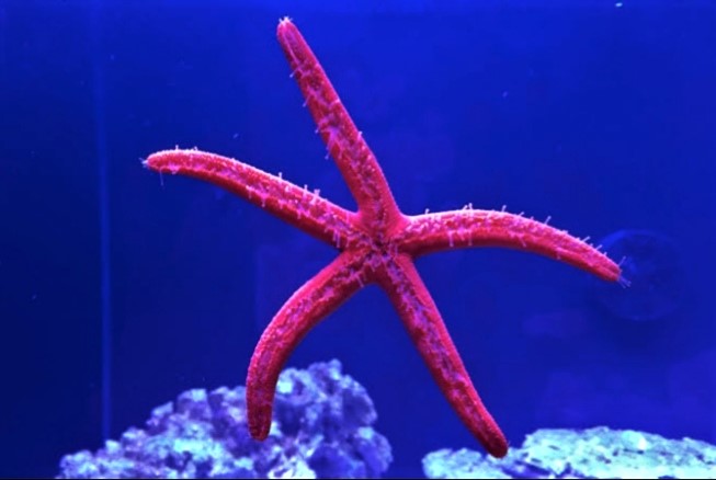 Linckia Starfish