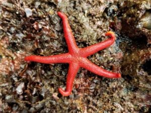 Pacific blood starfish