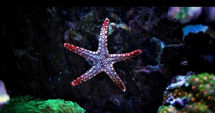 What do Starfish Eat in a Tank?