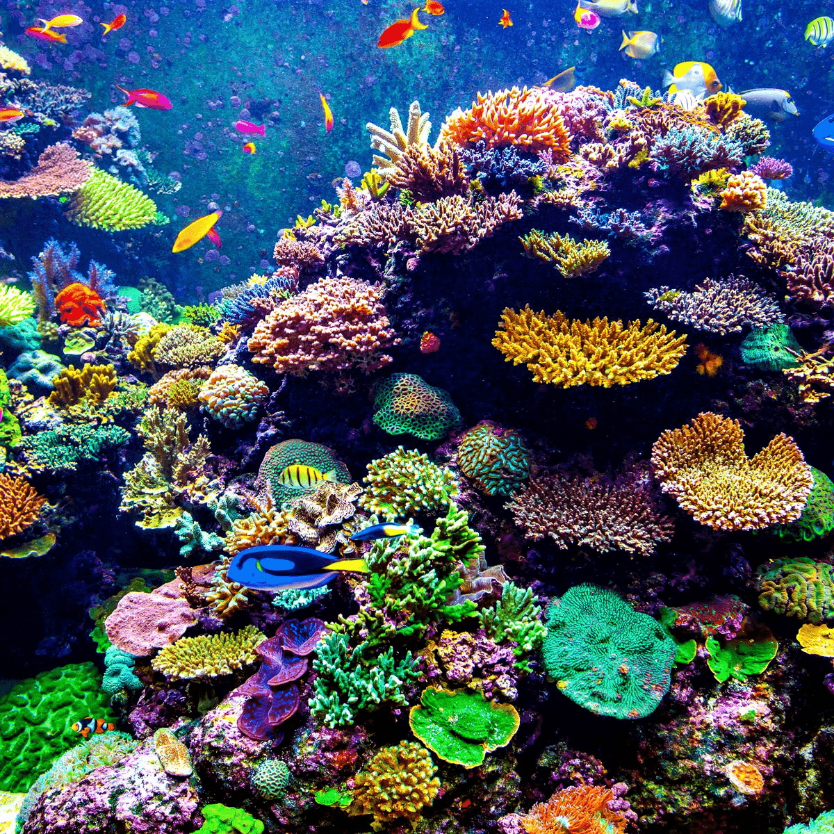 What Color Light is the Best for Coral Growth