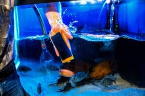 How to Clean a Fish Tank by Using Aquarium Cleaner