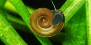 How to Get Rid Of Snails in Aquarium