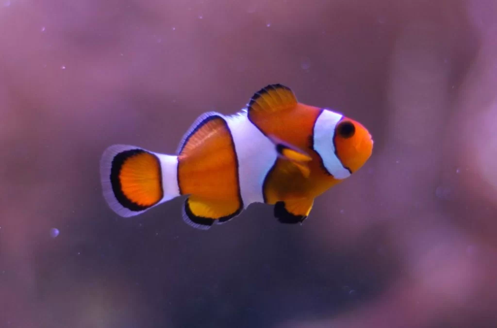 Common Clownfish