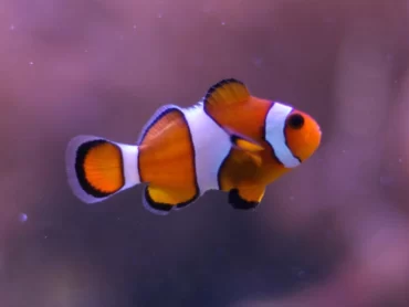 common clownfish