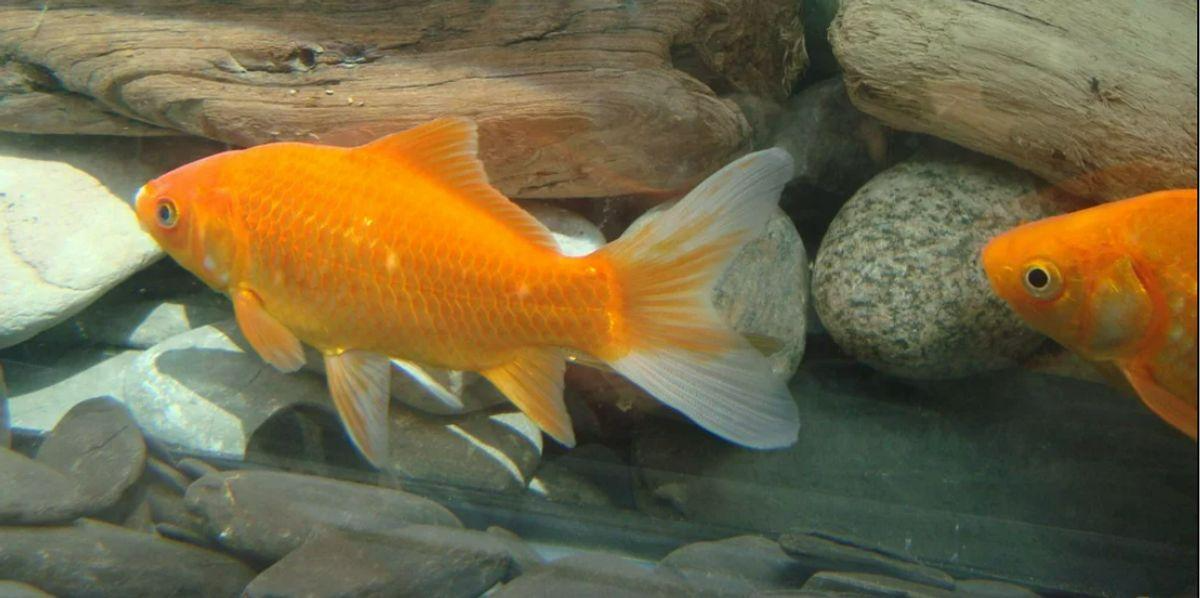 Aquarium Fish Died Overnight