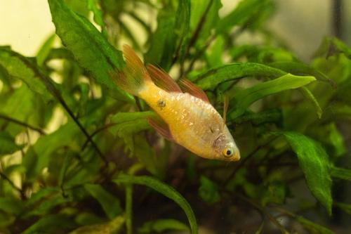 Aquarium Fish Dying Suddenly