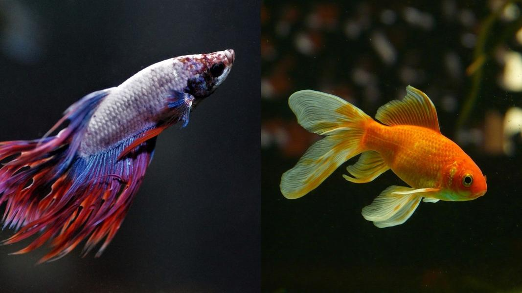 Can Betta Fish Live With Goldfish?