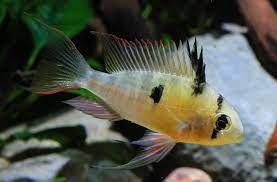 Bolivian Ram