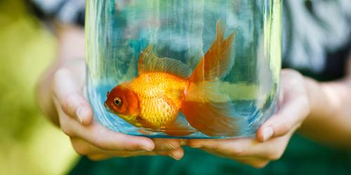 How To Keep Fish From Dying In Aquarium