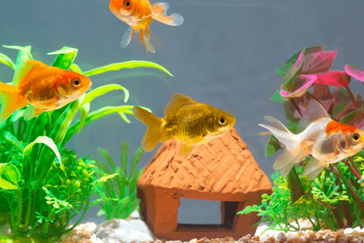 What Other Fish Can Live With Goldfish?